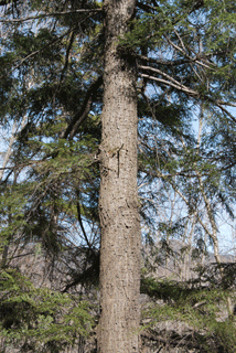 Tsuga canadensis