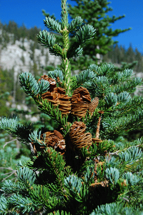 Abies lasiocarpa