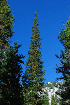 Abies lasiocarpa