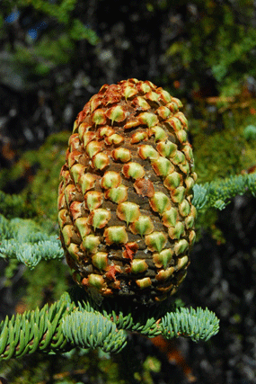 Abies magnifica shastensis