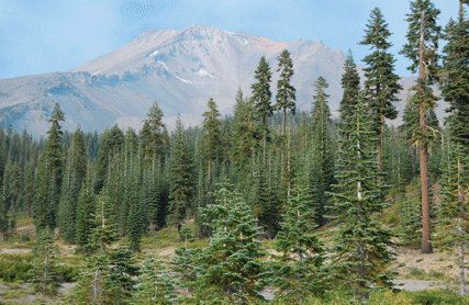 Abies magnifica shastensis