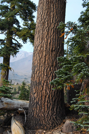 Abies magnifica shastensis