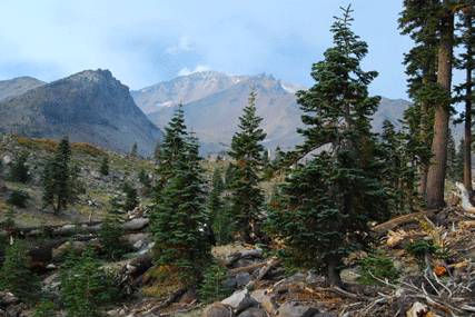 Abies magnifica shastensis