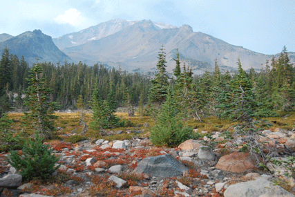 Abies magnifica shastensis