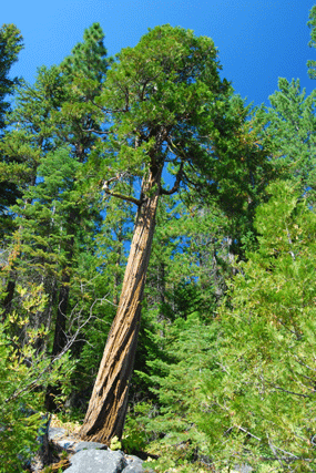 Calocedrus decurrens