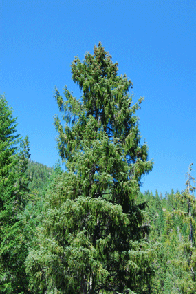 Picea breweriana
