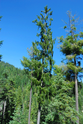Picea breweriana