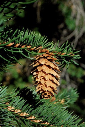 Picea engelmannii
