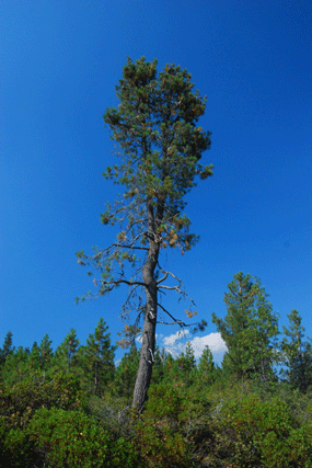 Pinus attenuata