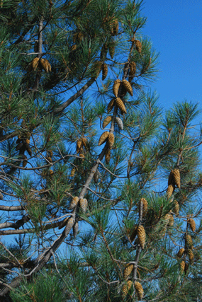 Pinus attenuata