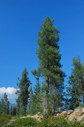 Pinus attenuata