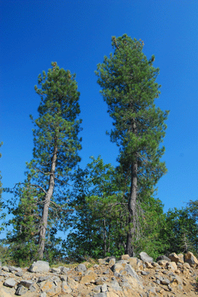 Pinus attenuata