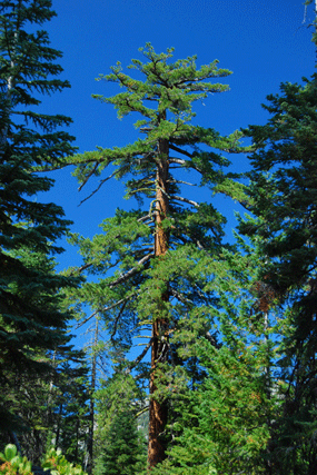 Pinus lambertiana