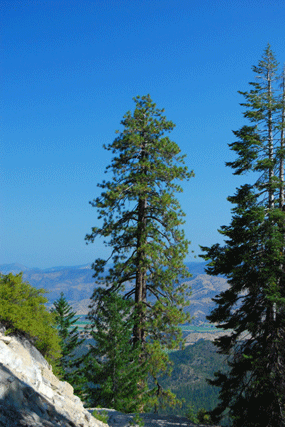Pinus ponderosa