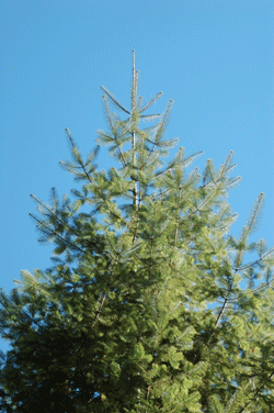 Abies neodurangensis