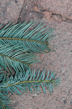 Abies neodurangensis