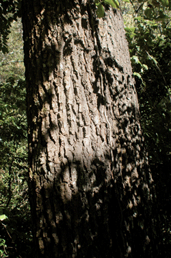 Abies neodurangensis