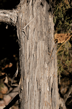 Juniperus blancoi