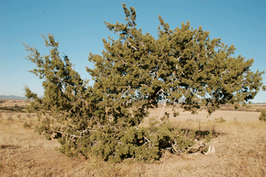 Juniperus coahuilensis