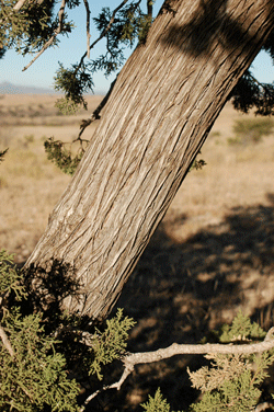 Juniperus coahuilensis