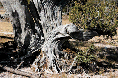 Juniperus durangensis