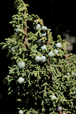 Juniperus durangensis