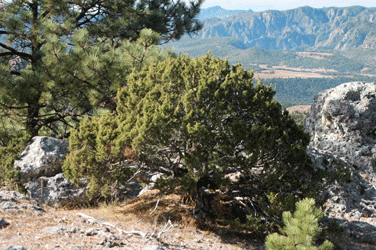 Juniperus durangensis