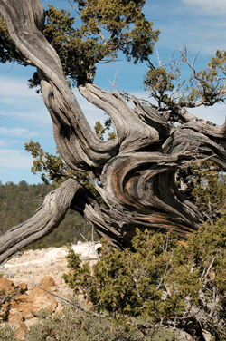 Juniperus durangensis