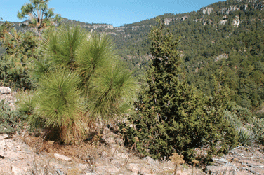 Juniperus durangensis