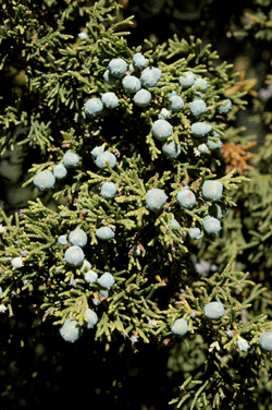 Juniperus durangensis