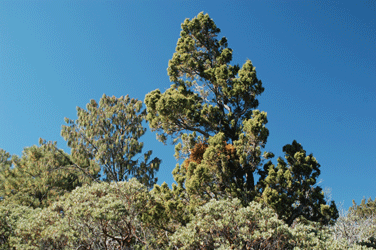 Juniperus durangensis