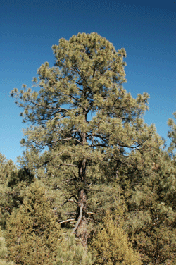 Pinus arizonica