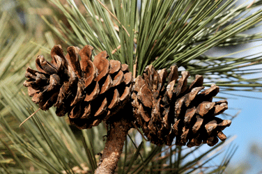 Pinus arizonica
