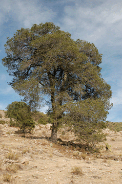 Pinus cembroides