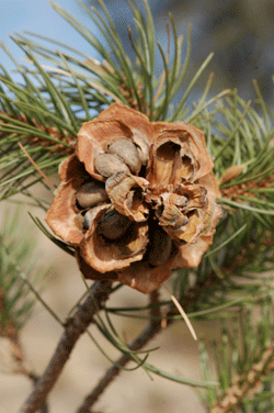 Pinus cembroides