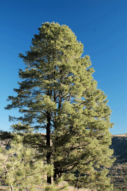 Pinus chihuahuana