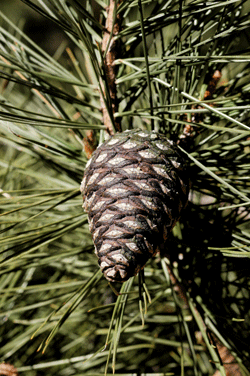 Pinus chihuahuana