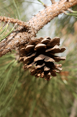 Pinus durangensis