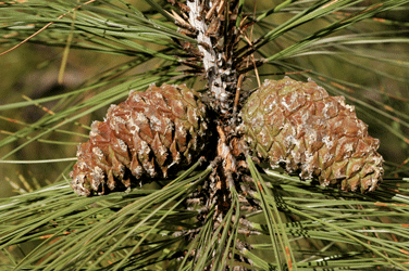 Pinus durangensis