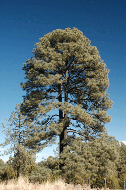 Pinus engelmannii
