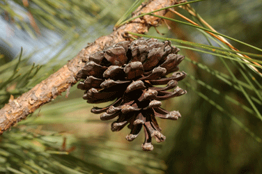 Pinus leiophylla