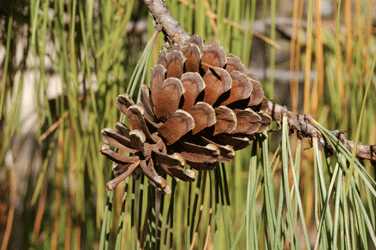 Pinus lumholtzii