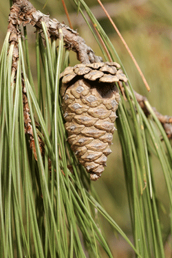 Pinus lumholtzii