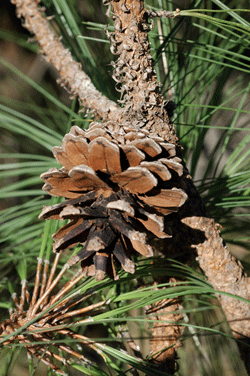 Pinus maximinoi