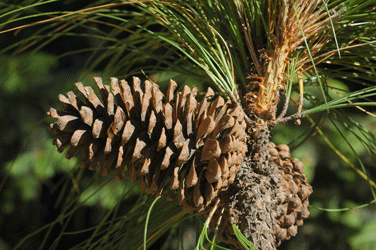 Pinus montezumae