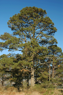 Pinus montezumae