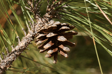 Pinus teocote