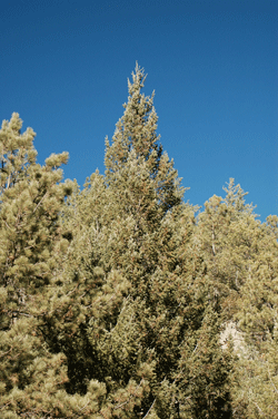 Pseudotsuga lindleyiana