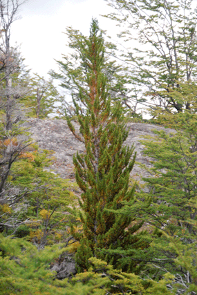 Pilgerodendron uviferum