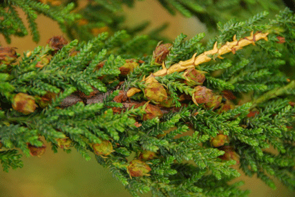 Pilgerodendron uviferum